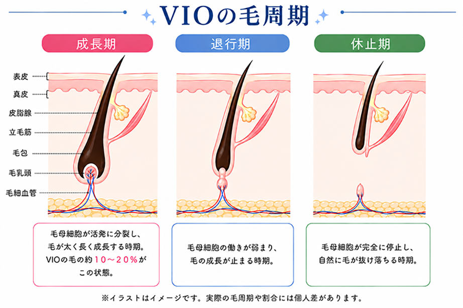 毛周期(ヘアサイクル)